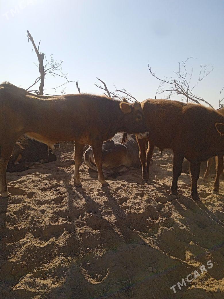 öküz 15 sany - Бабадайхан - img 3