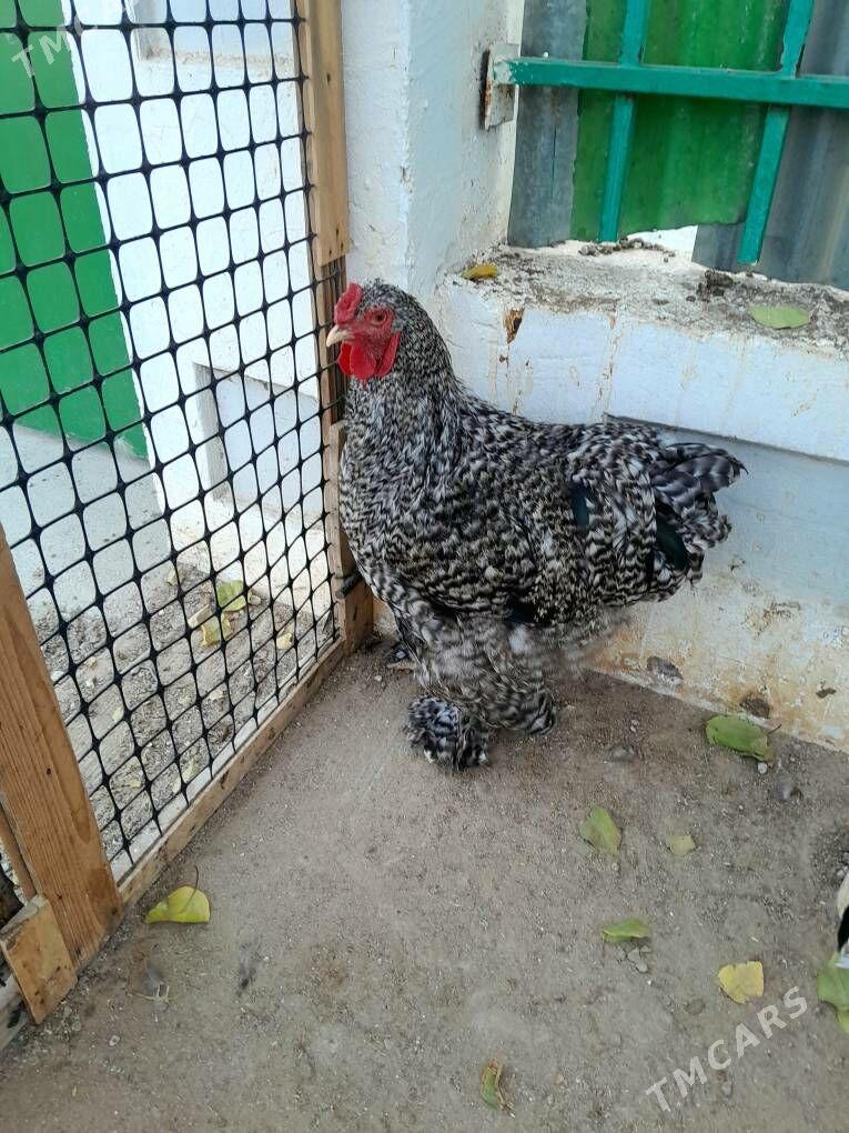 brama koko - Aşgabat - img 4