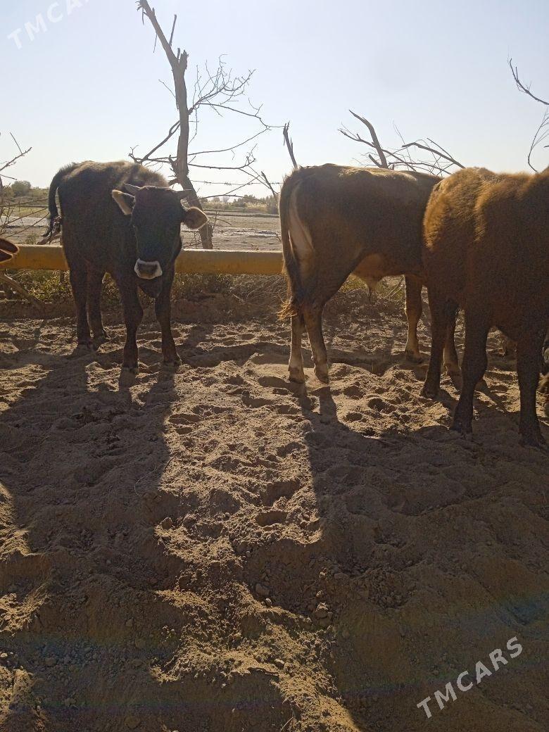 öküz 15 sany - Бабадайхан - img 2