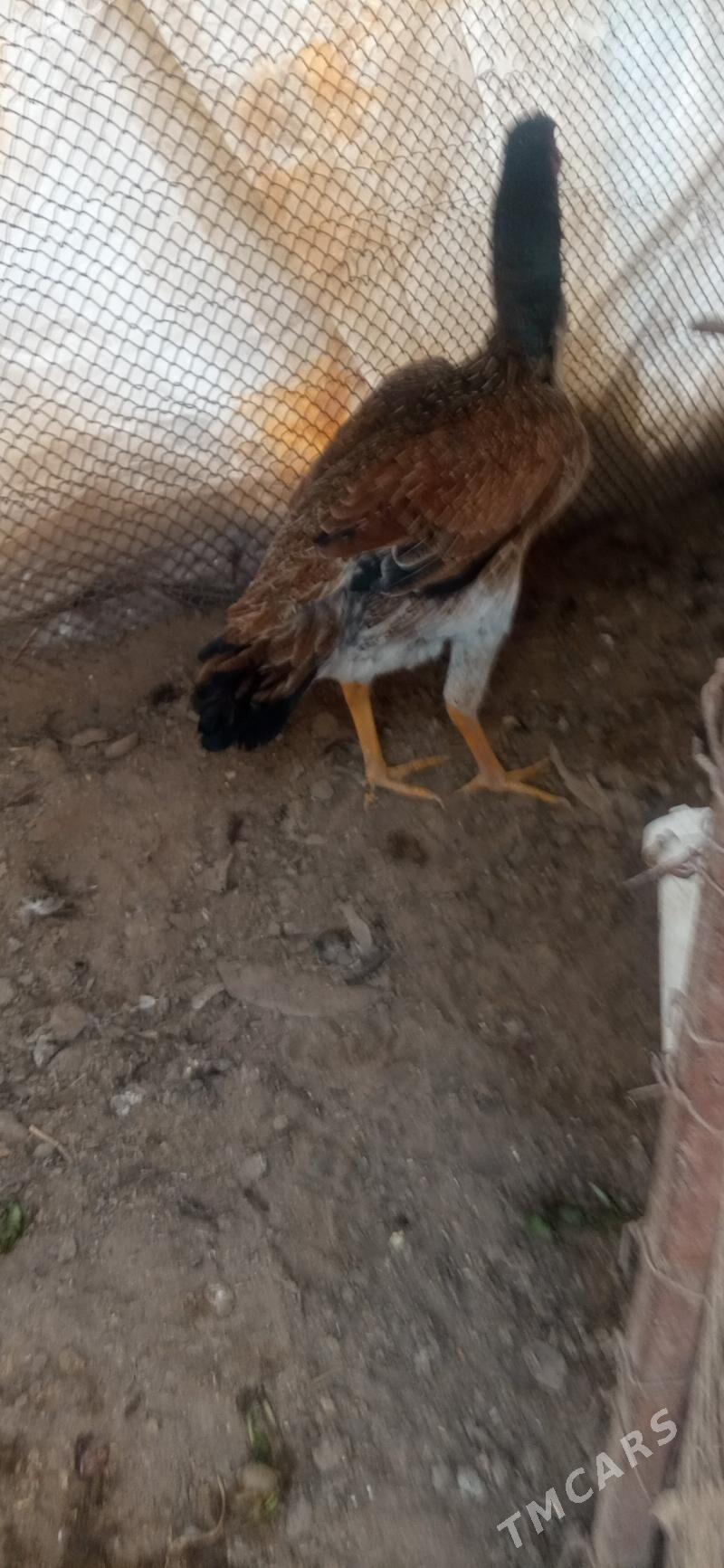 juje makyan horaz juje - Чарджоу - img 1