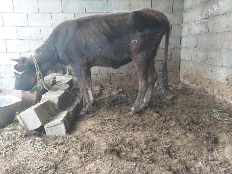 tüwe - Herrikgala - img 2