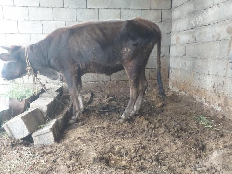 tüwe - Herrikgala - img 3