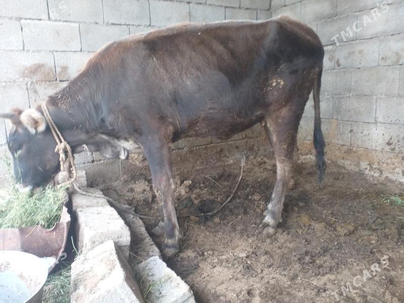 tüwe - Herrikgala - img 1