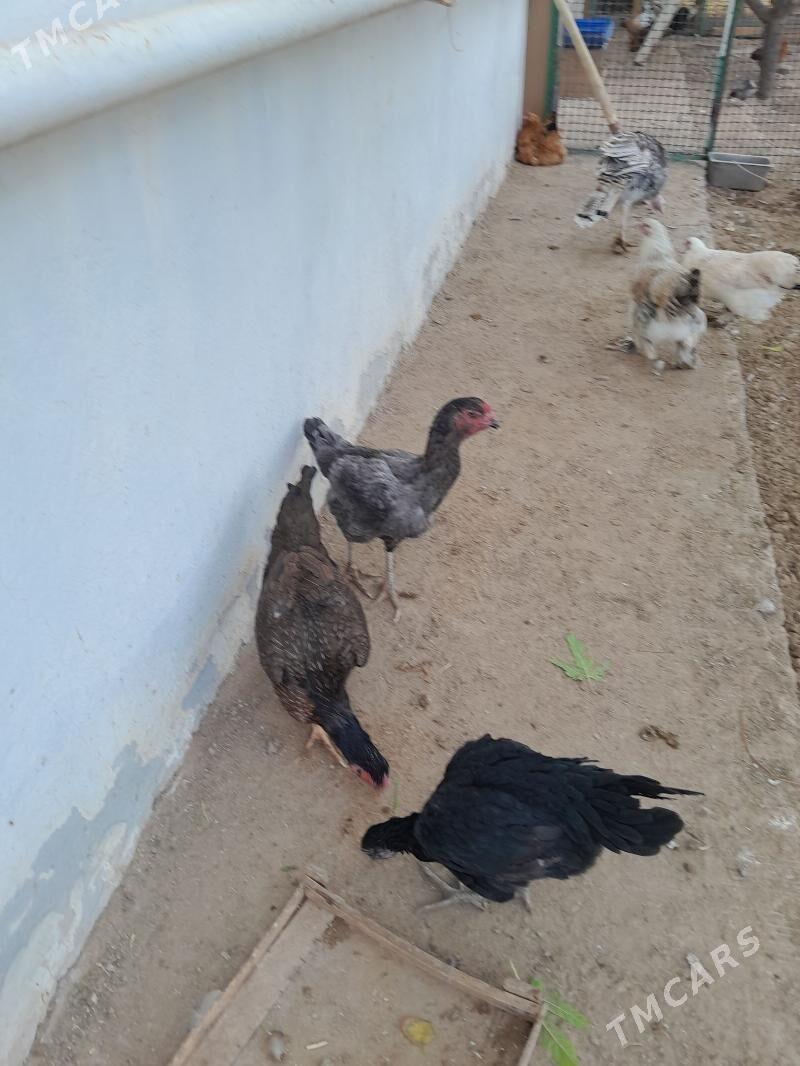 tașkent màki - Aşgabat - img 6