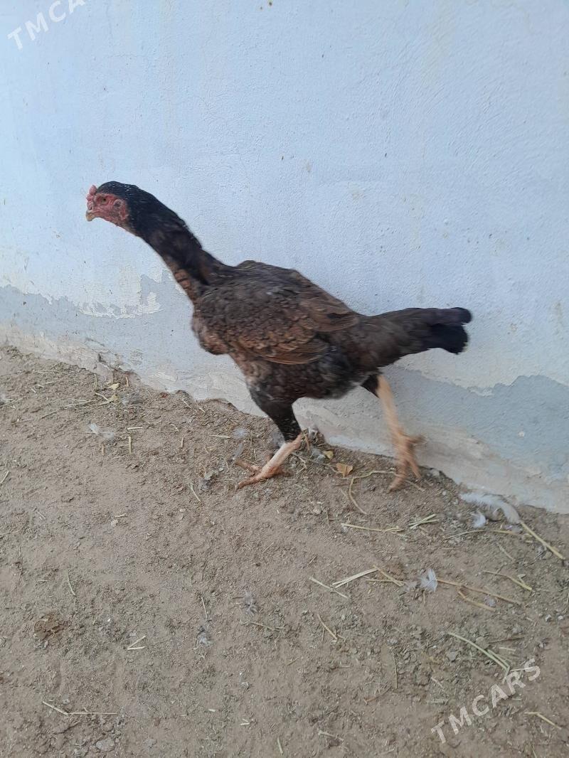 tașkent màki - Aşgabat - img 4