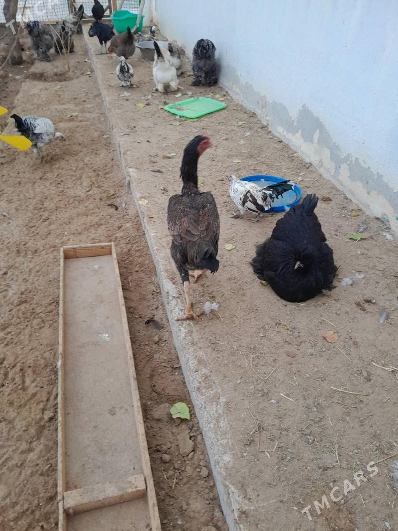 tașkent màki - Aşgabat - img 5