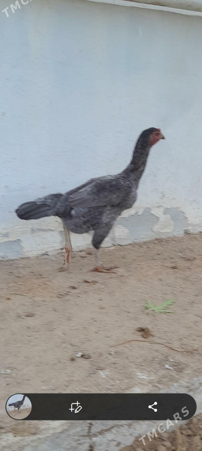 tașkent màki - Aşgabat - img 2