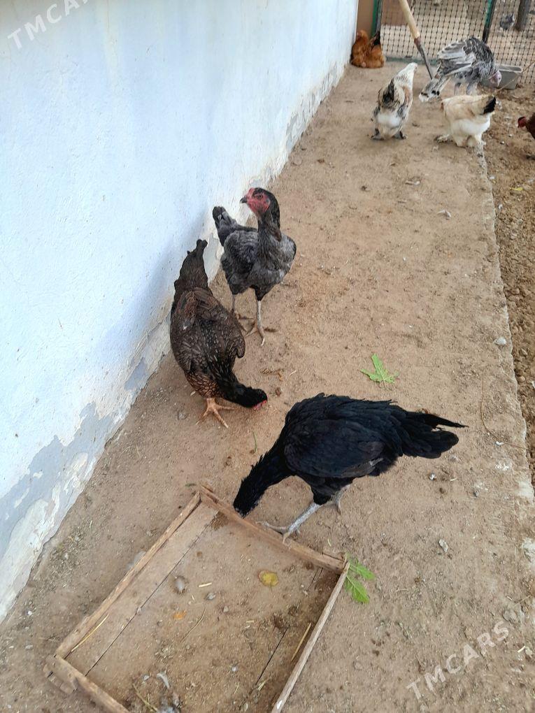 tașkent màki - Aşgabat - img 7