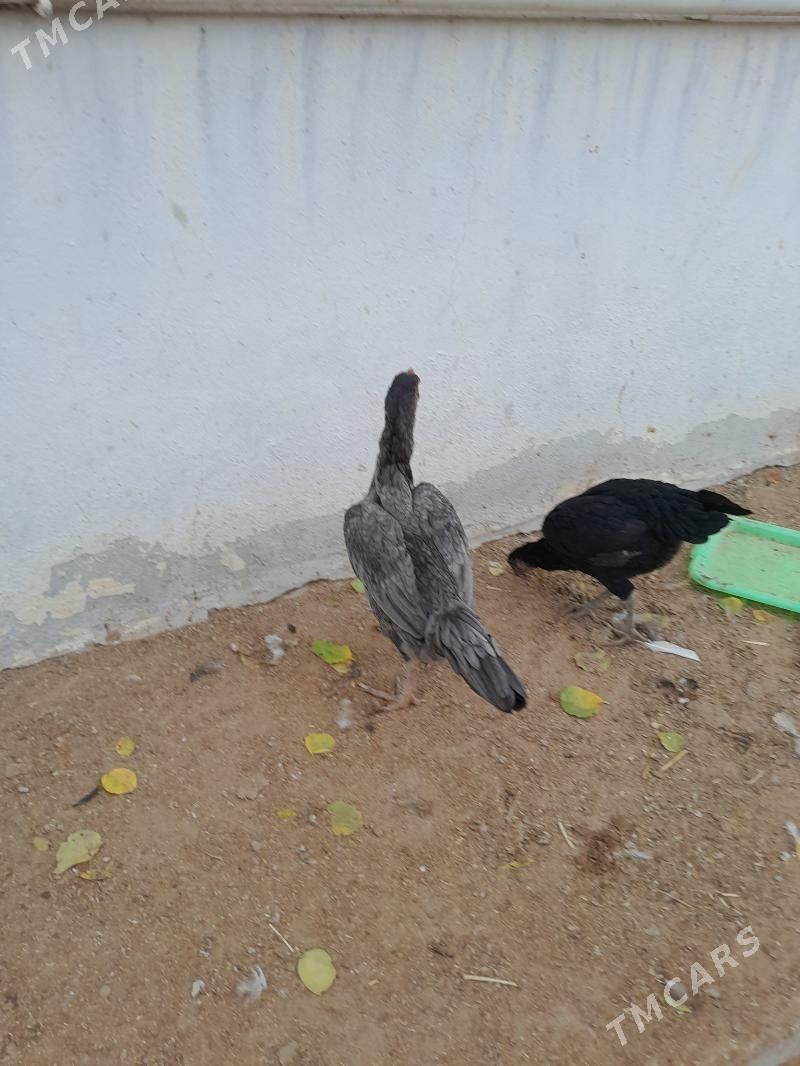 tașkent màki - Aşgabat - img 3