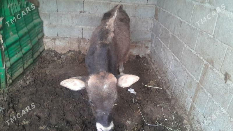 okuz gole - Ýalkym - img 2