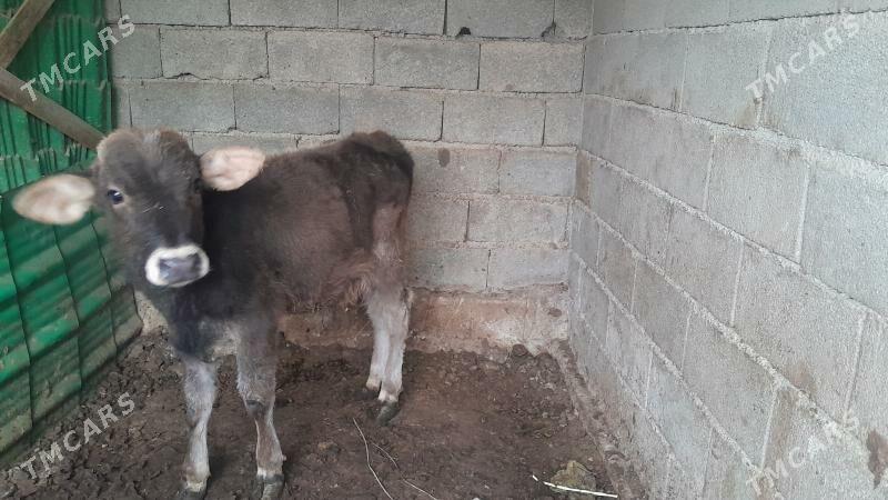 okuz gole - Ýalkym - img 4