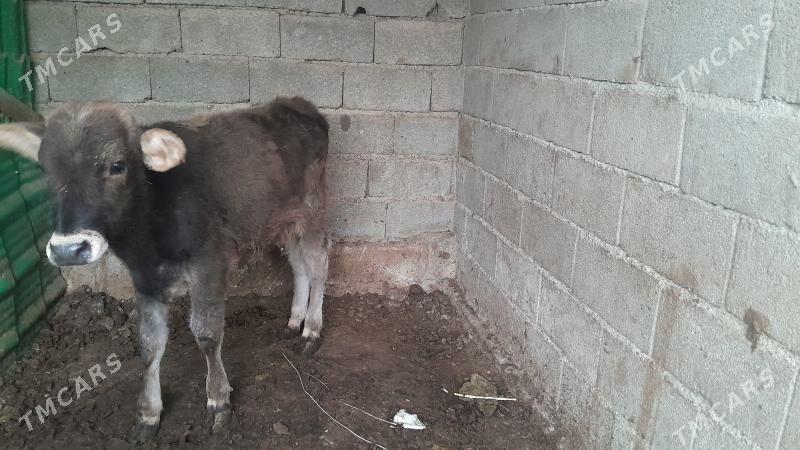 okuz gole - Ýalkym - img 3