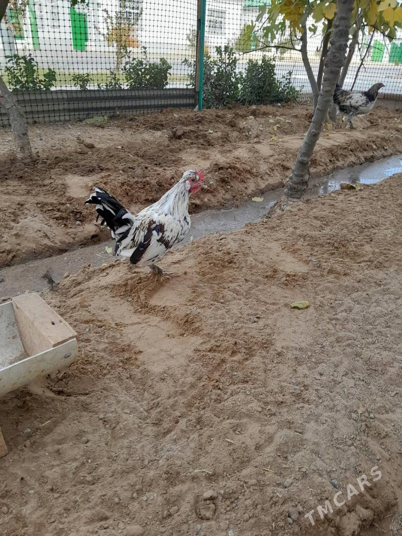 karlik horaz - Ашхабад - img 2