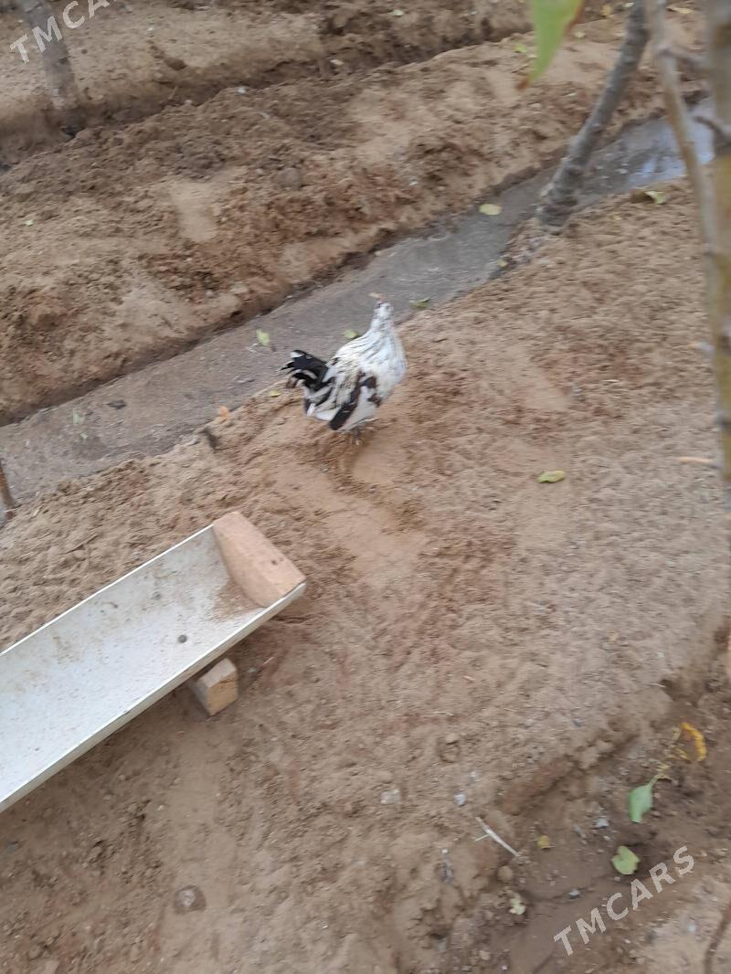 karlik horaz - Ашхабад - img 3