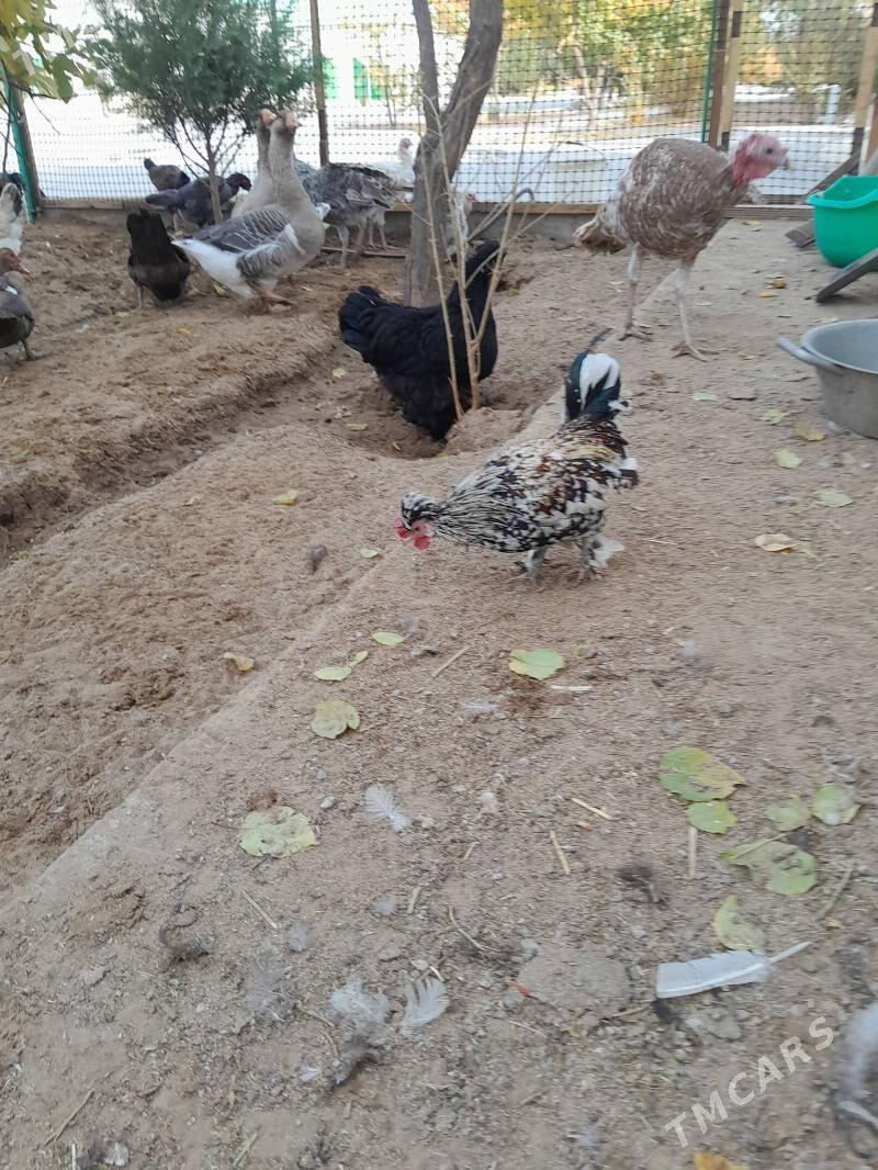 karlik horaz - Ашхабад - img 4