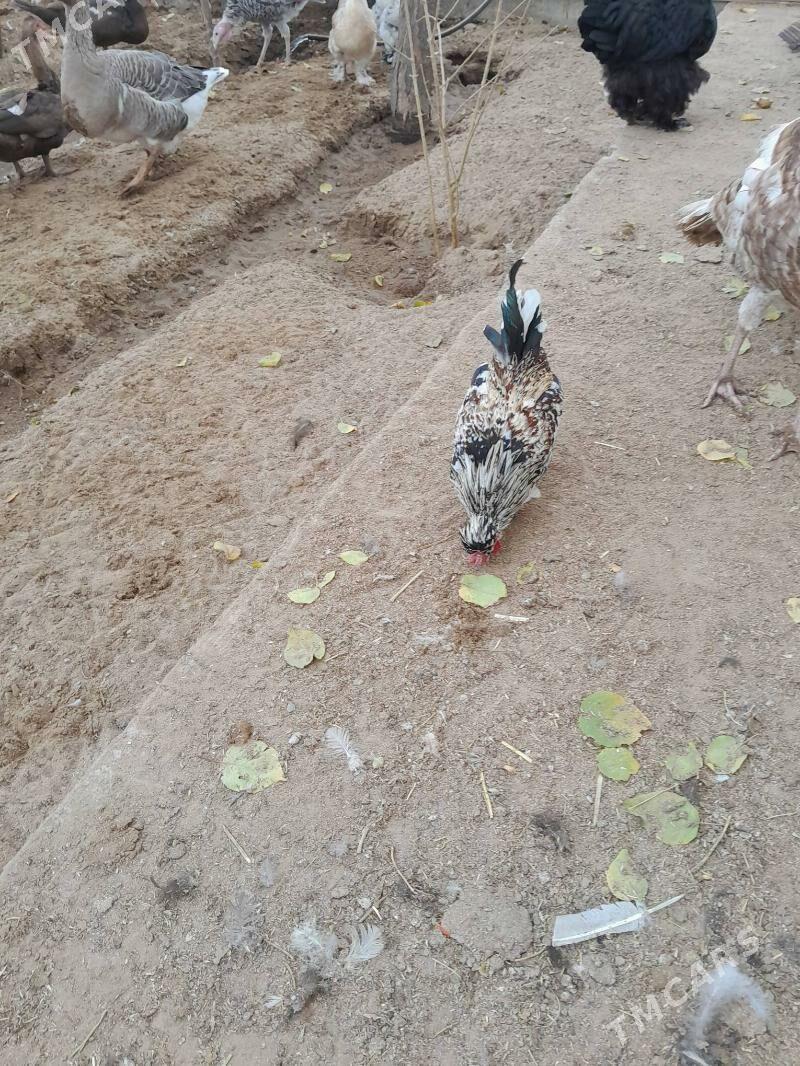 karlik horaz - Ашхабад - img 5