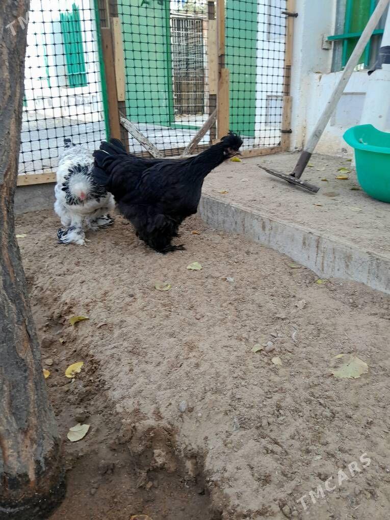 brama telpekli - Aşgabat - img 4