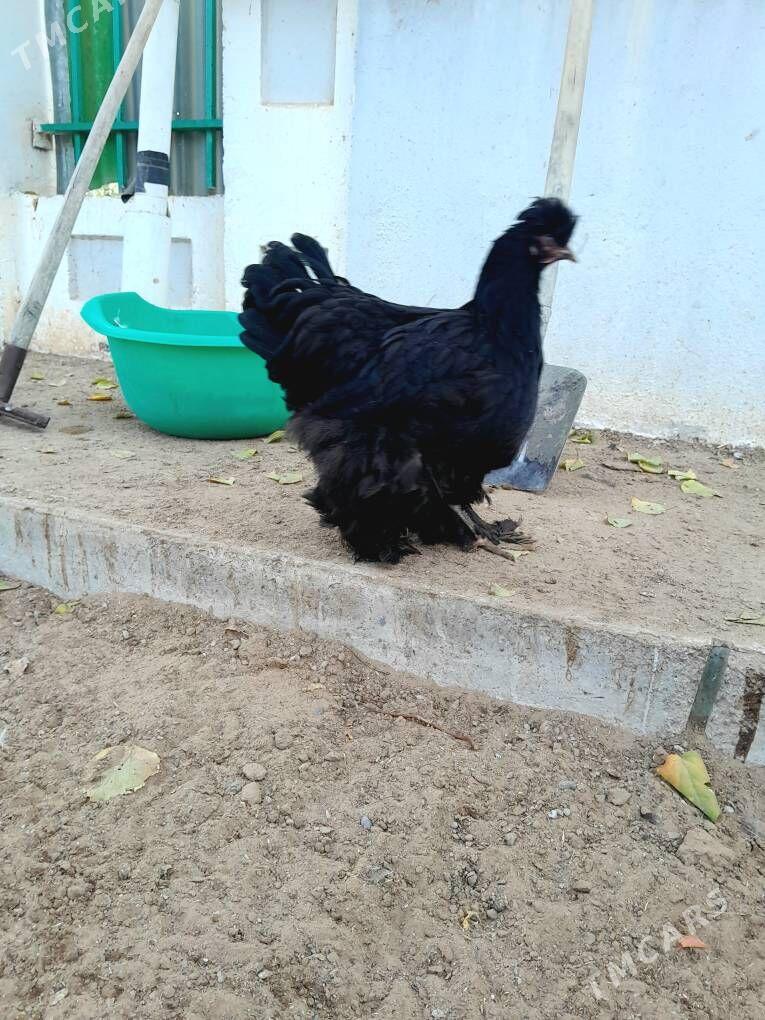 brama telpekli - Aşgabat - img 2