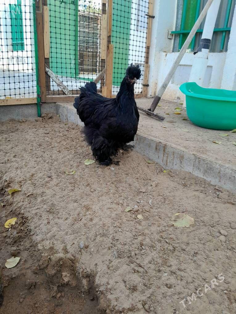 brama telpekli - Aşgabat - img 3