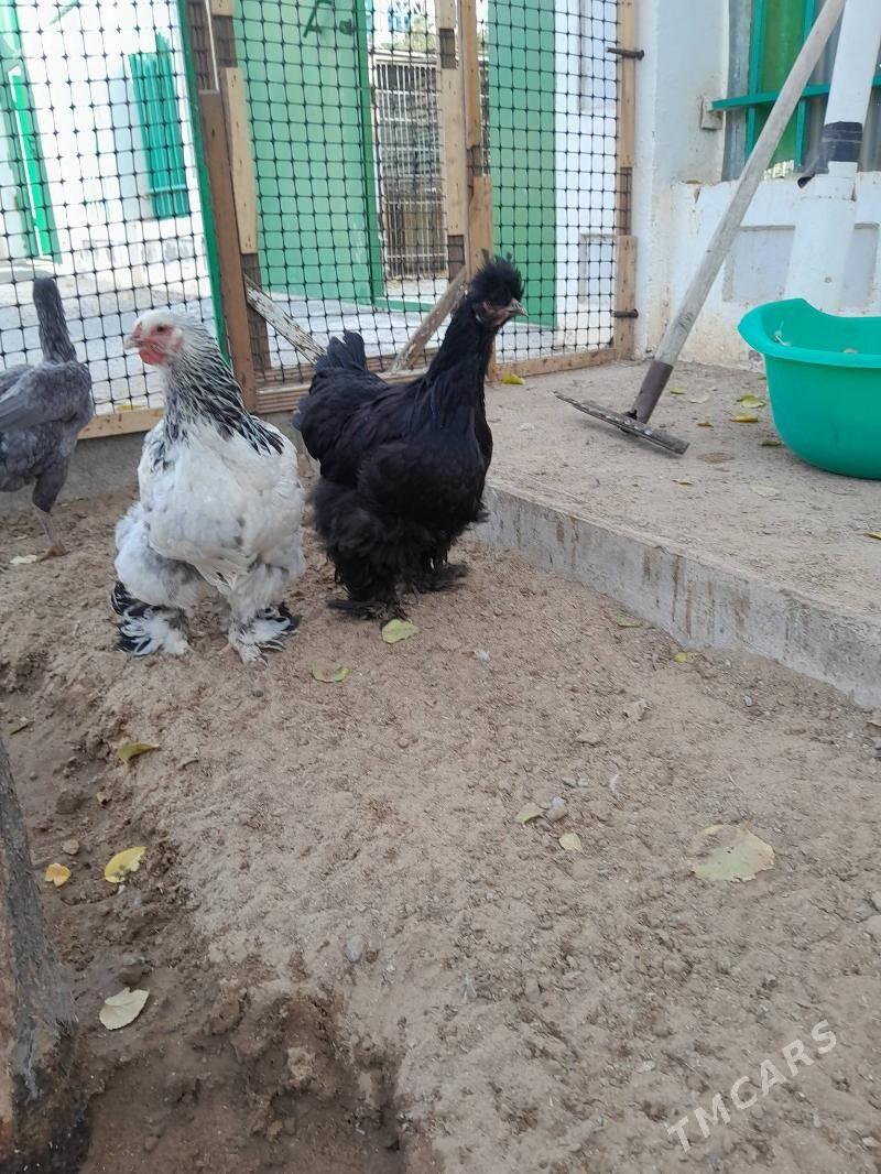 brama telpekli - Aşgabat - img 6