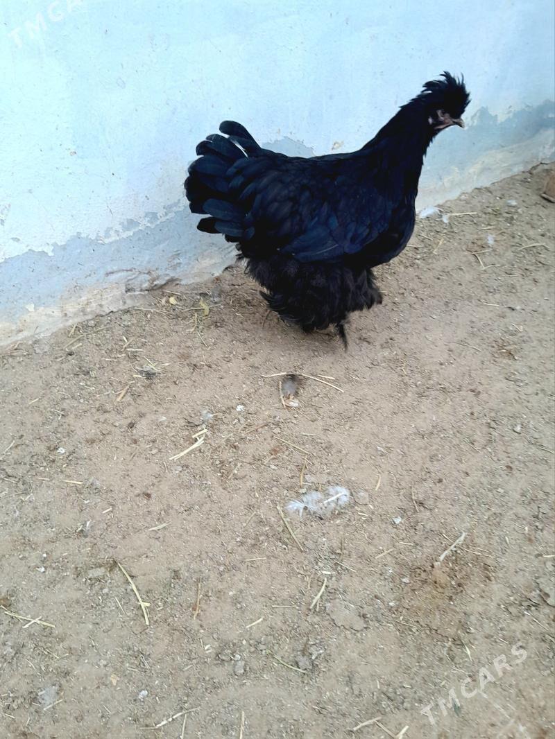 brama telpekli - Aşgabat - img 5