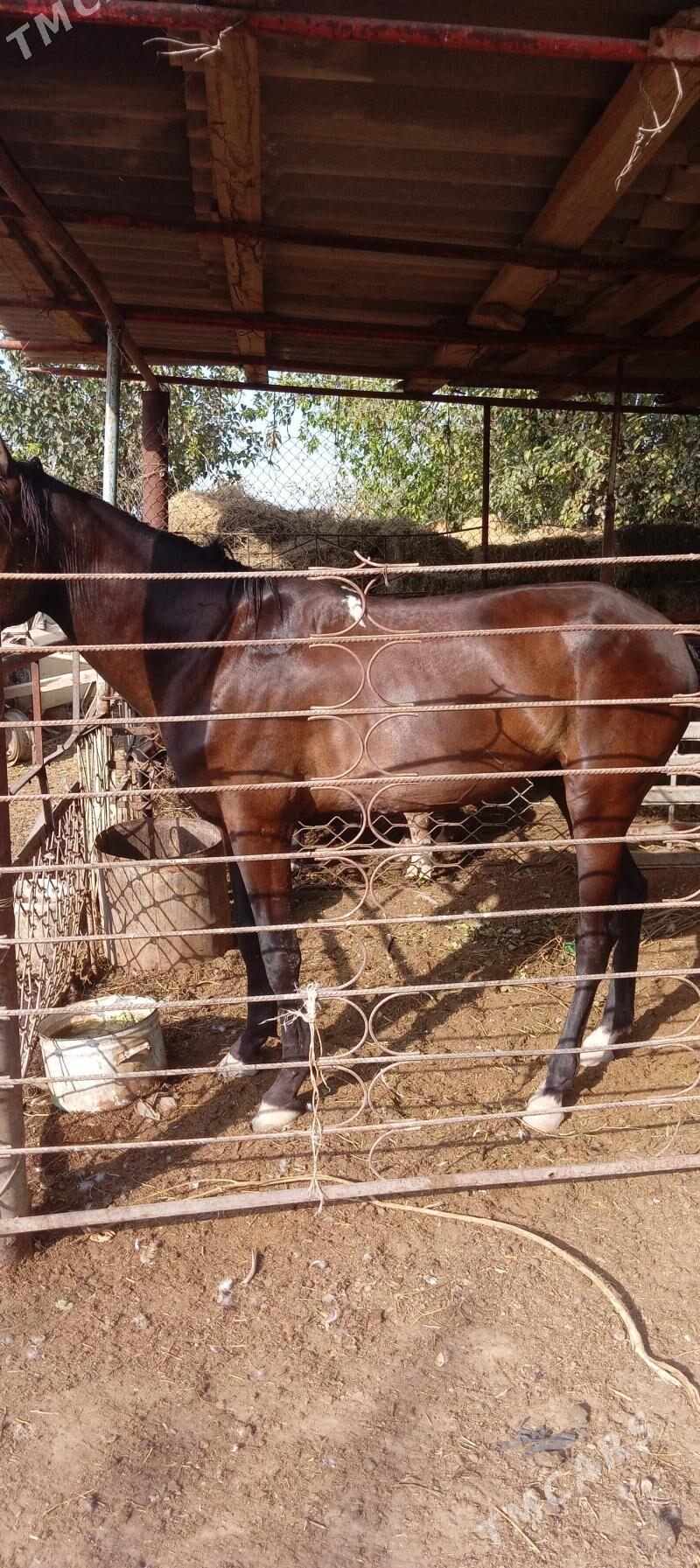 At - Гуртли - img 2