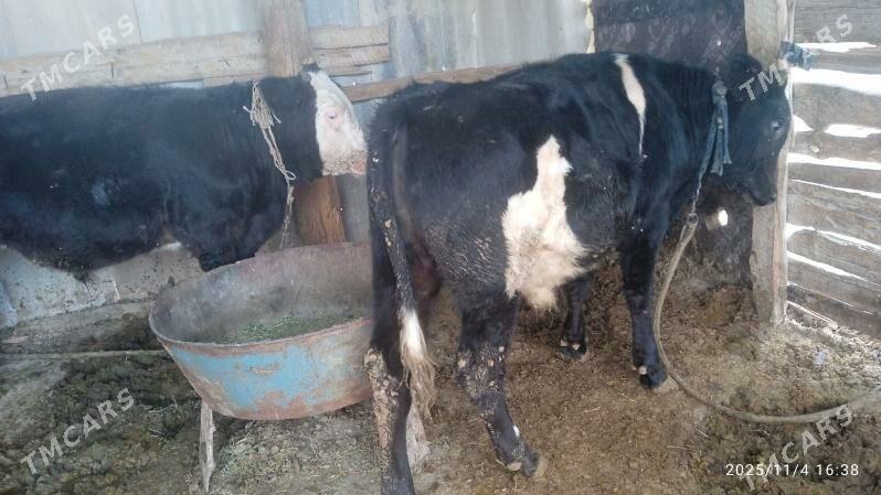 okuzler gibrit - Кака - img 2