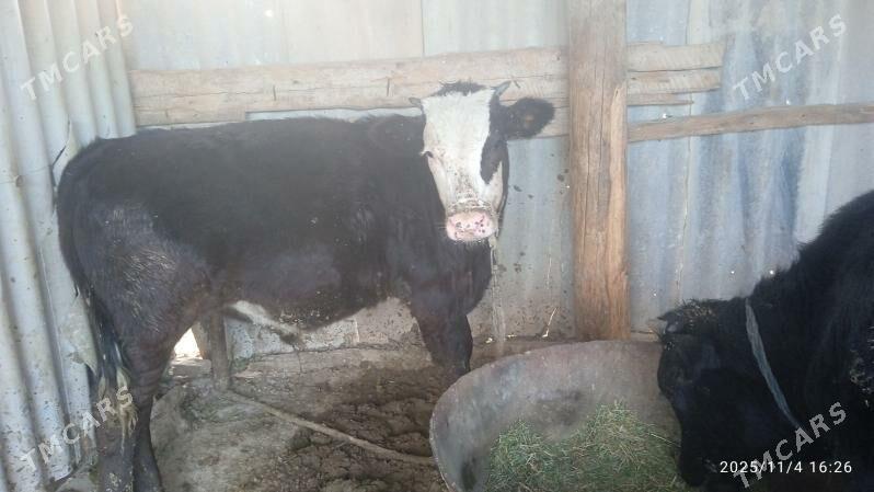 okuzler gibrit - Кака - img 3