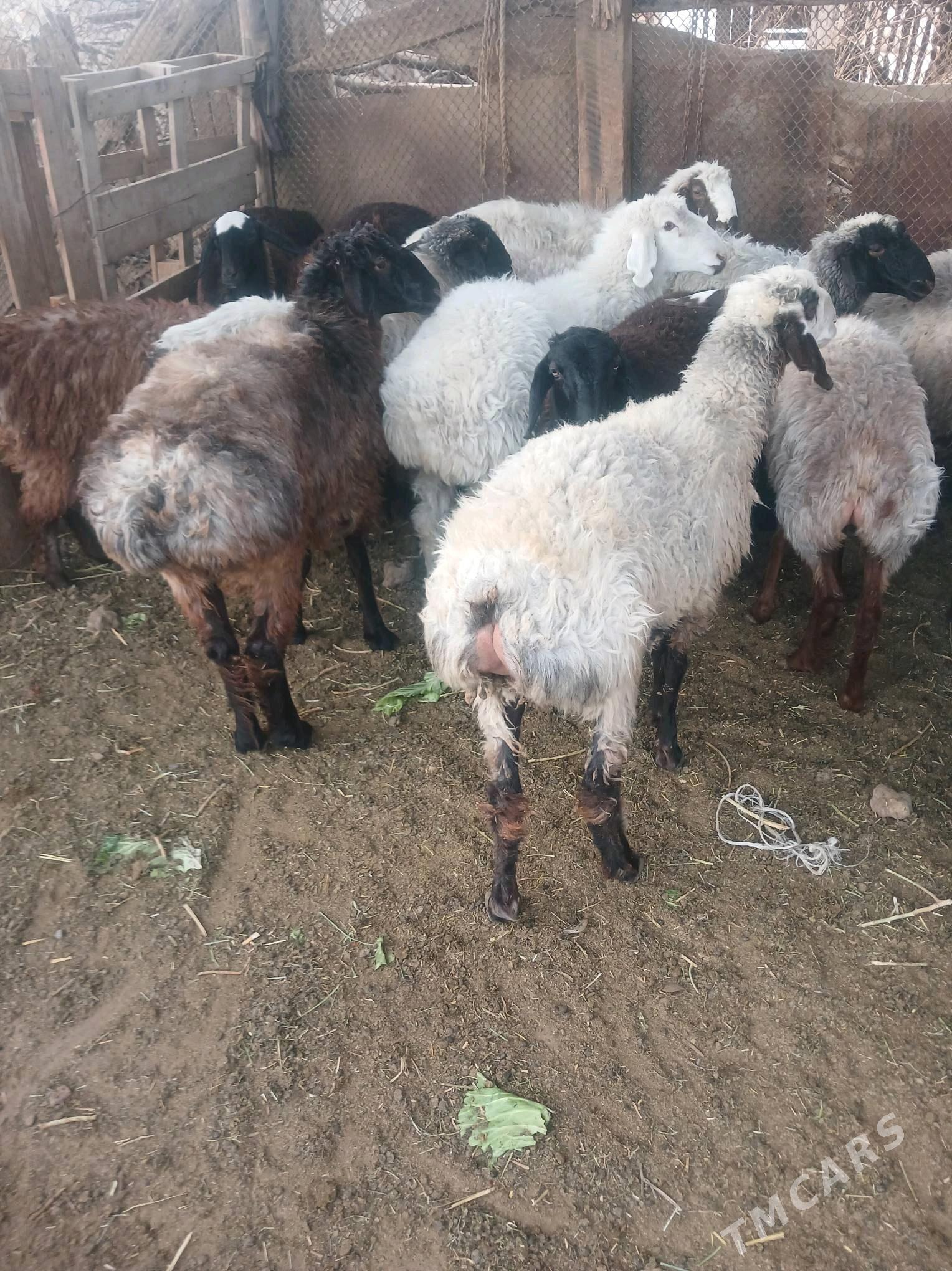 goyun tokly - Ашхабад - img 2