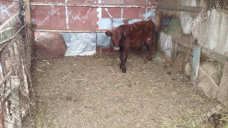 göle - Туркменбаши - img 1