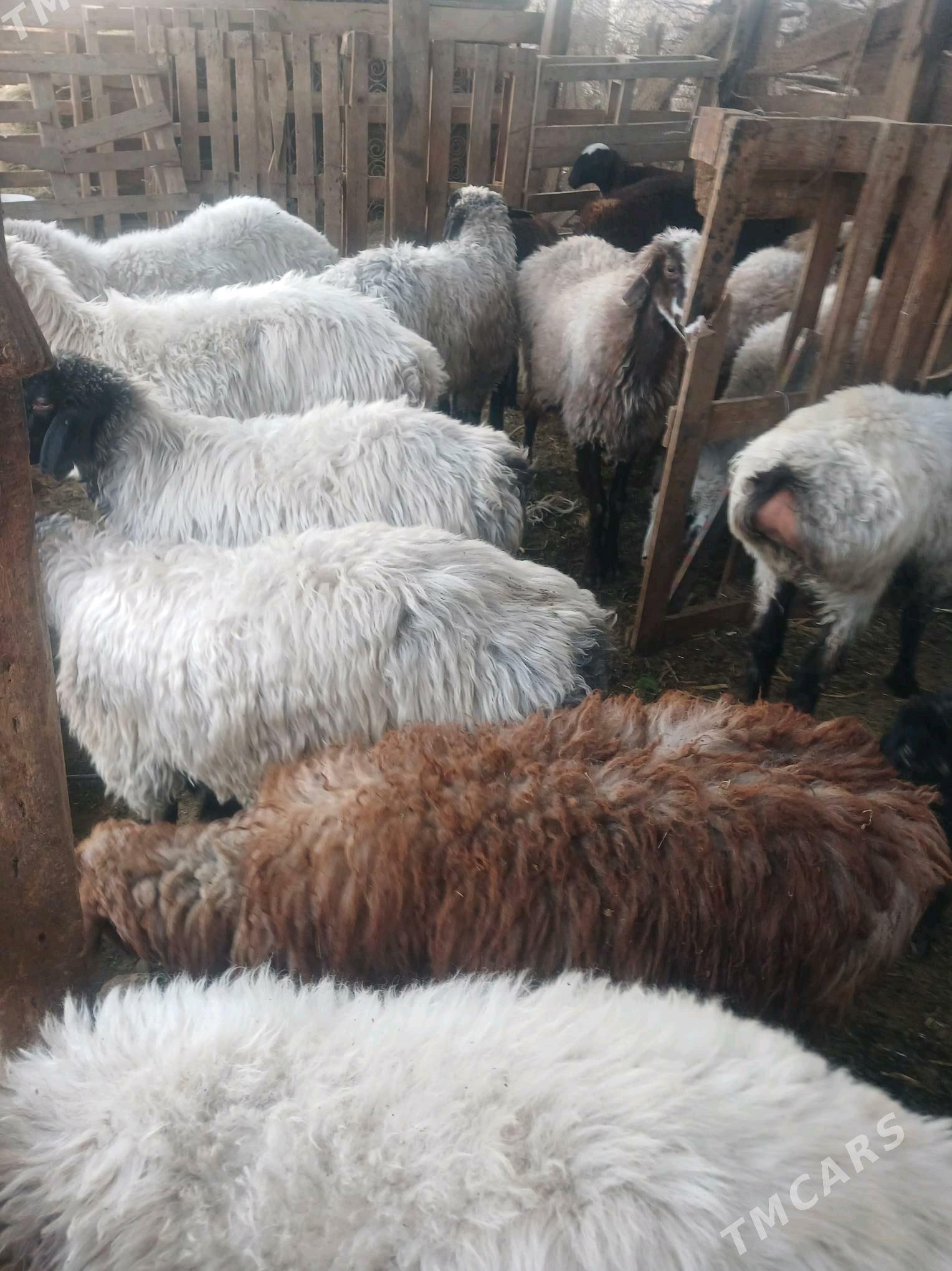 goyun tokly - Ашхабад - img 4