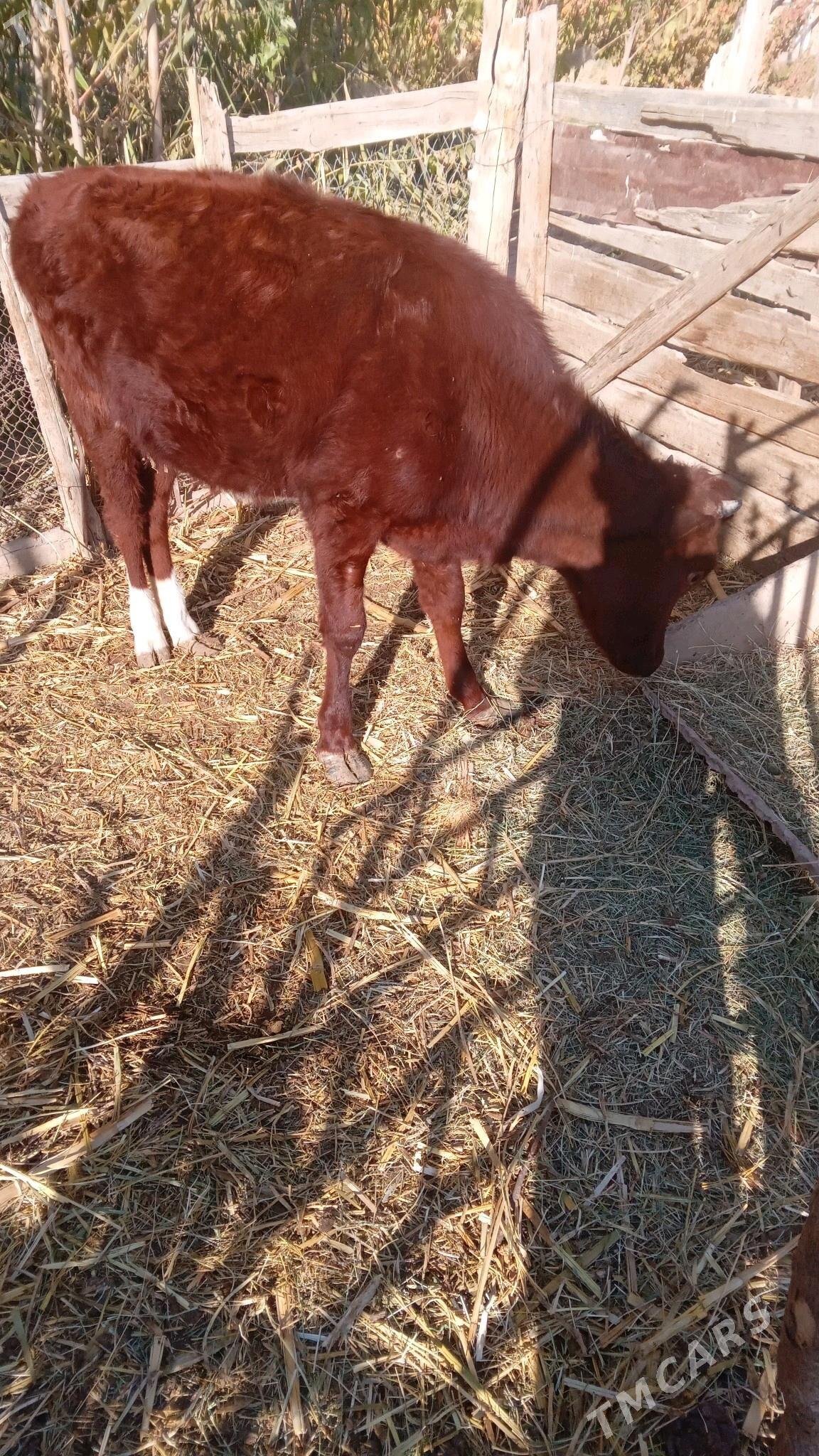 Guljyn - Wekilbazar - img 3