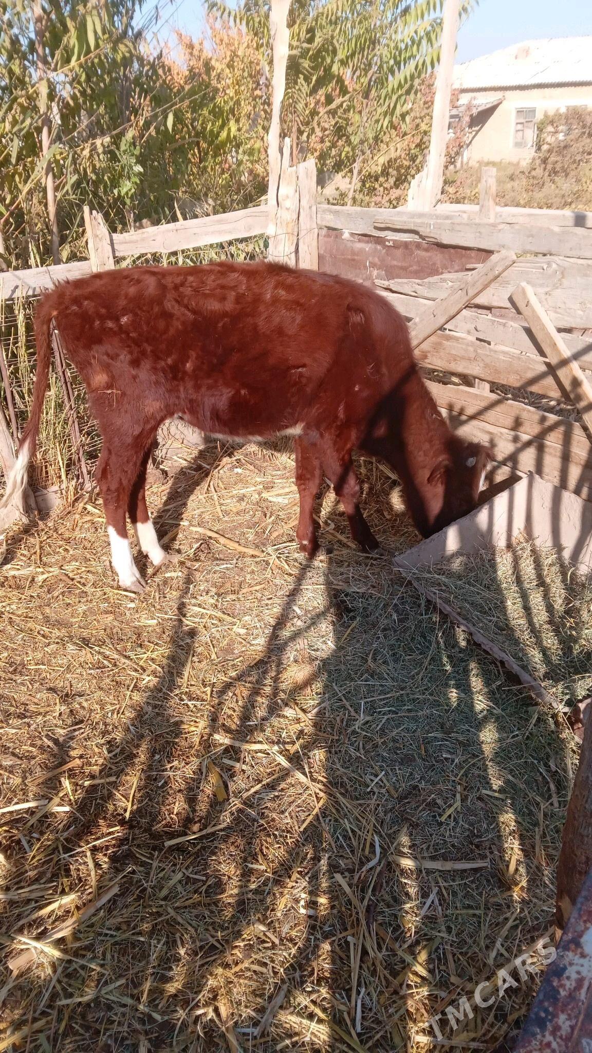 Guljyn - Wekilbazar - img 2