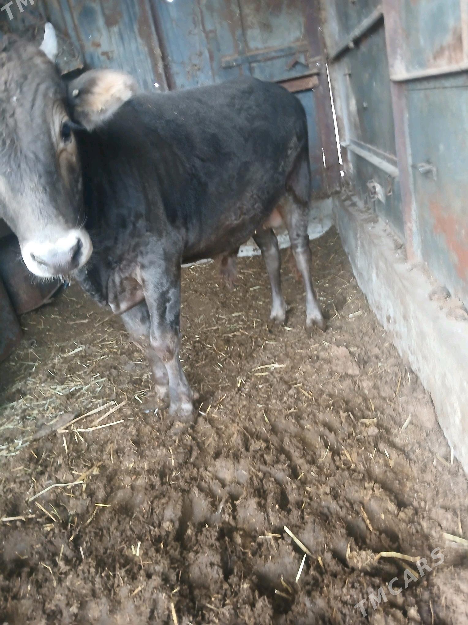 okuz - Ýaşlyk - img 2