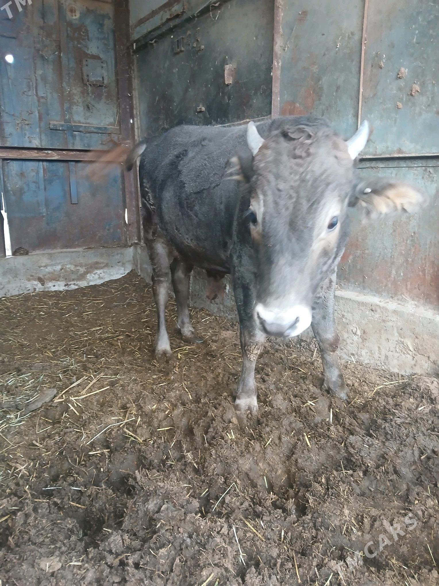 okuz - Ýaşlyk - img 3