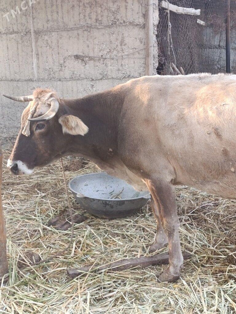 Sygyr - Gökdepe - img 2