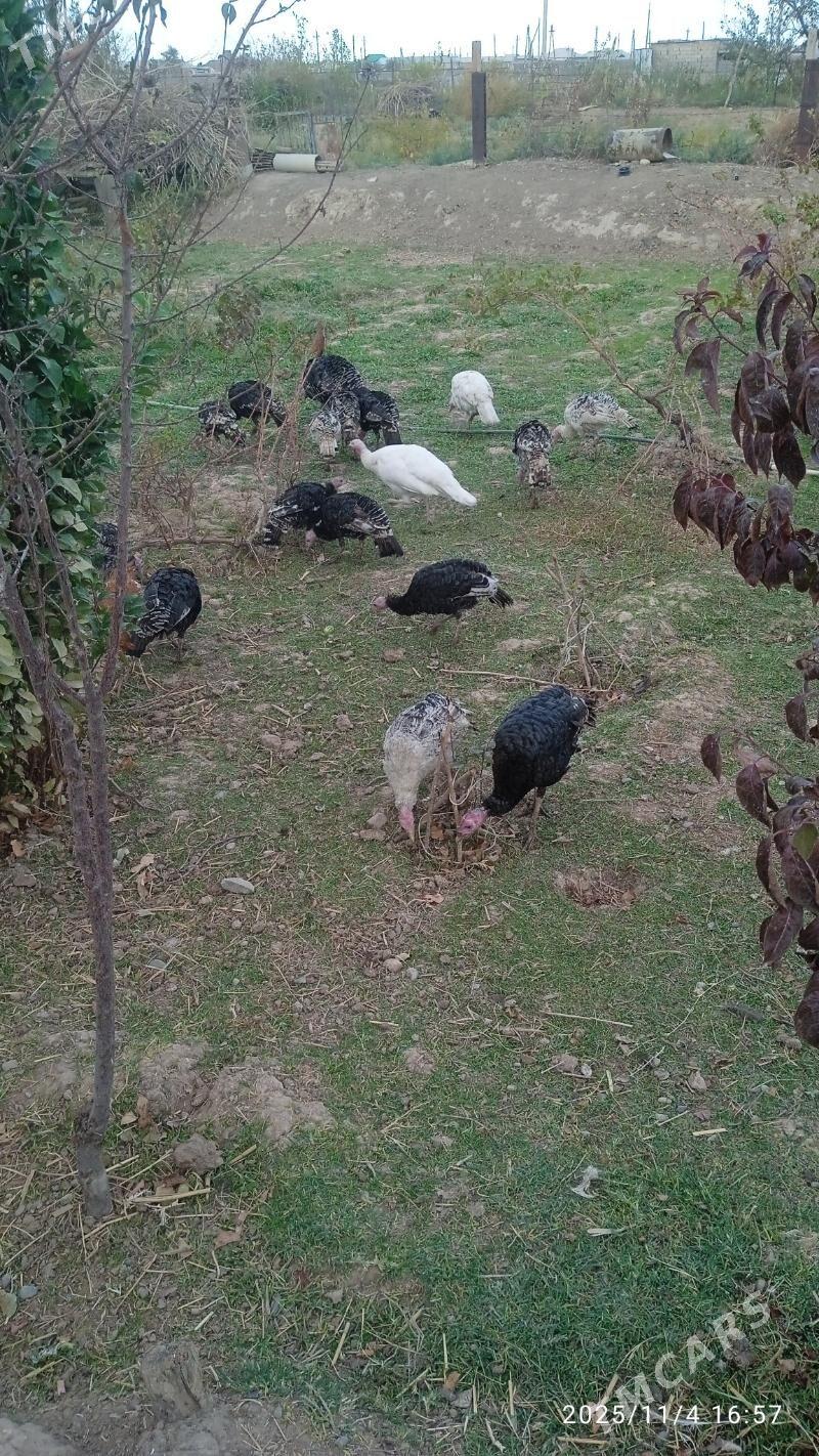 Induk - Кака - img 2