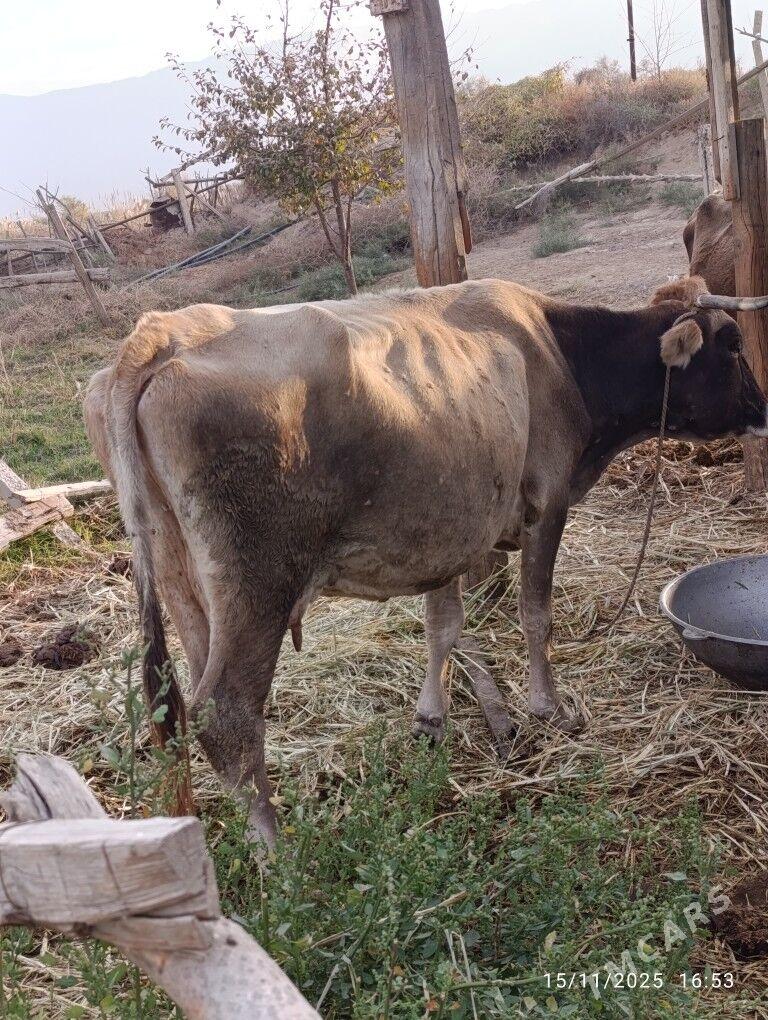 Sygyr - Gökdepe - img 3