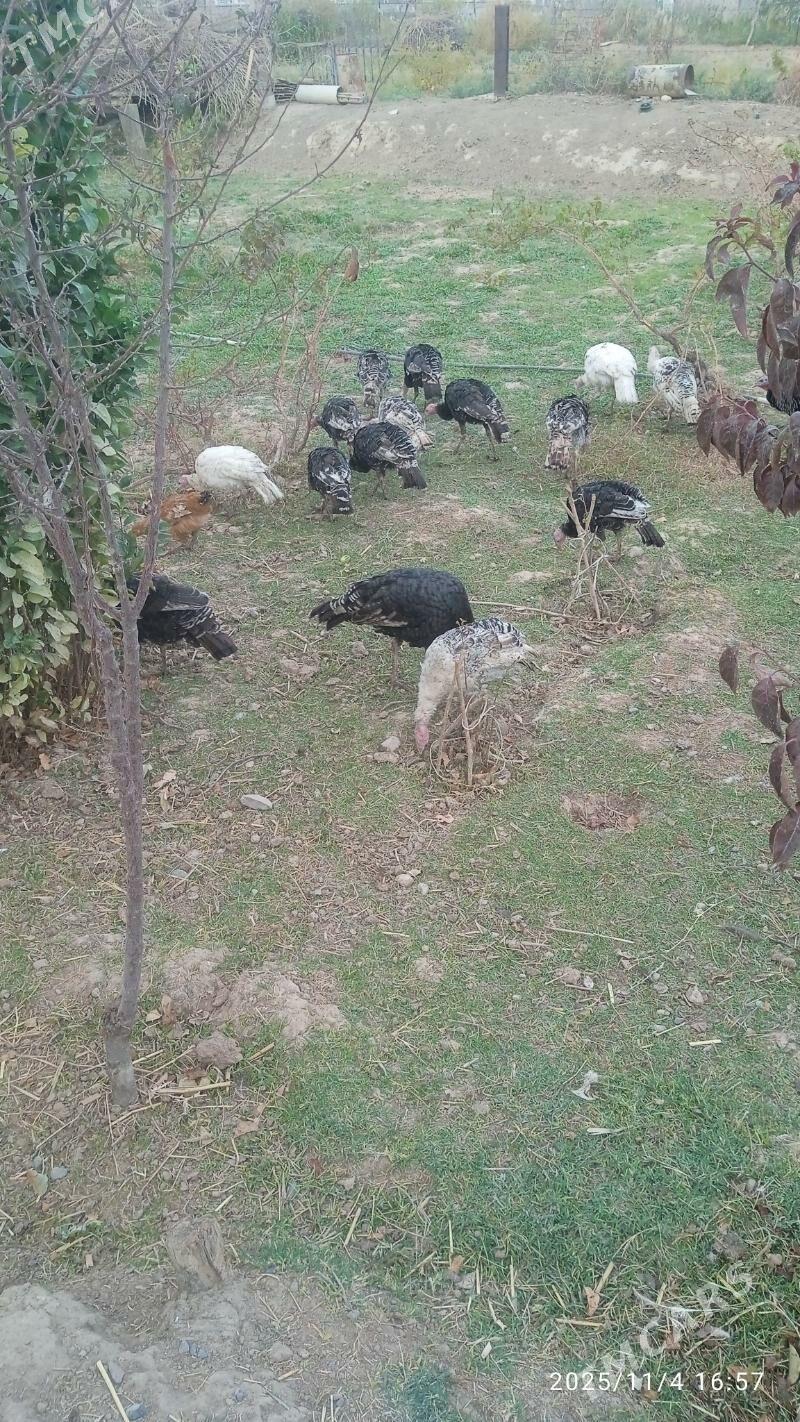 Induk - Кака - img 3