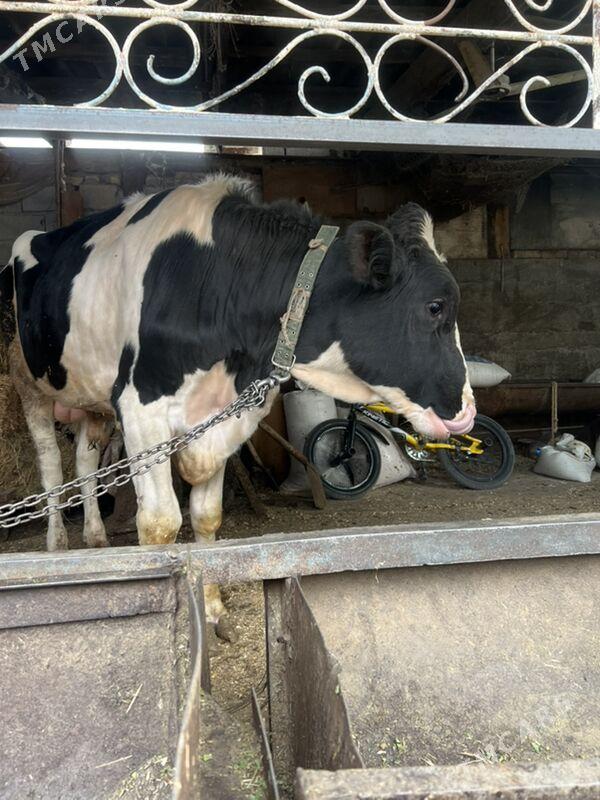 ǒkǔz - Köşi - img 2