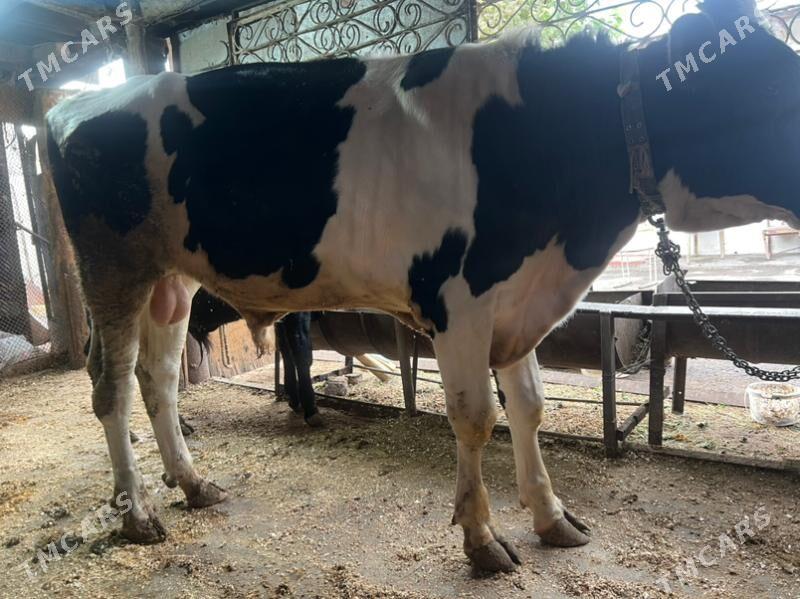 ǒkǔz - Köşi - img 1