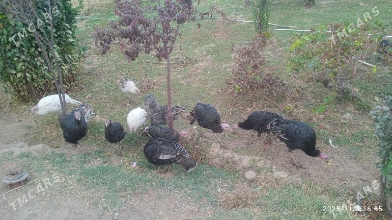 Induk - Кака - img 4