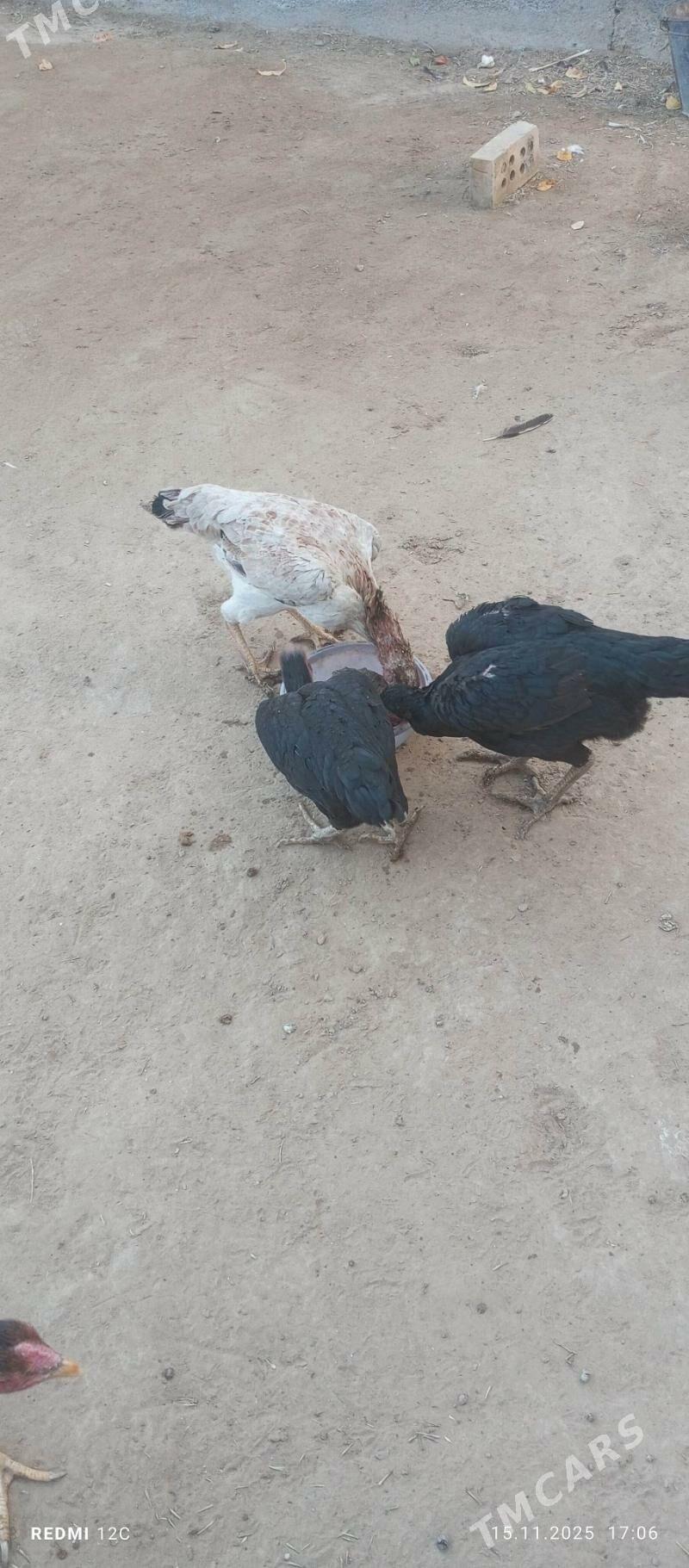 baýes towuk - Векильбазар - img 2