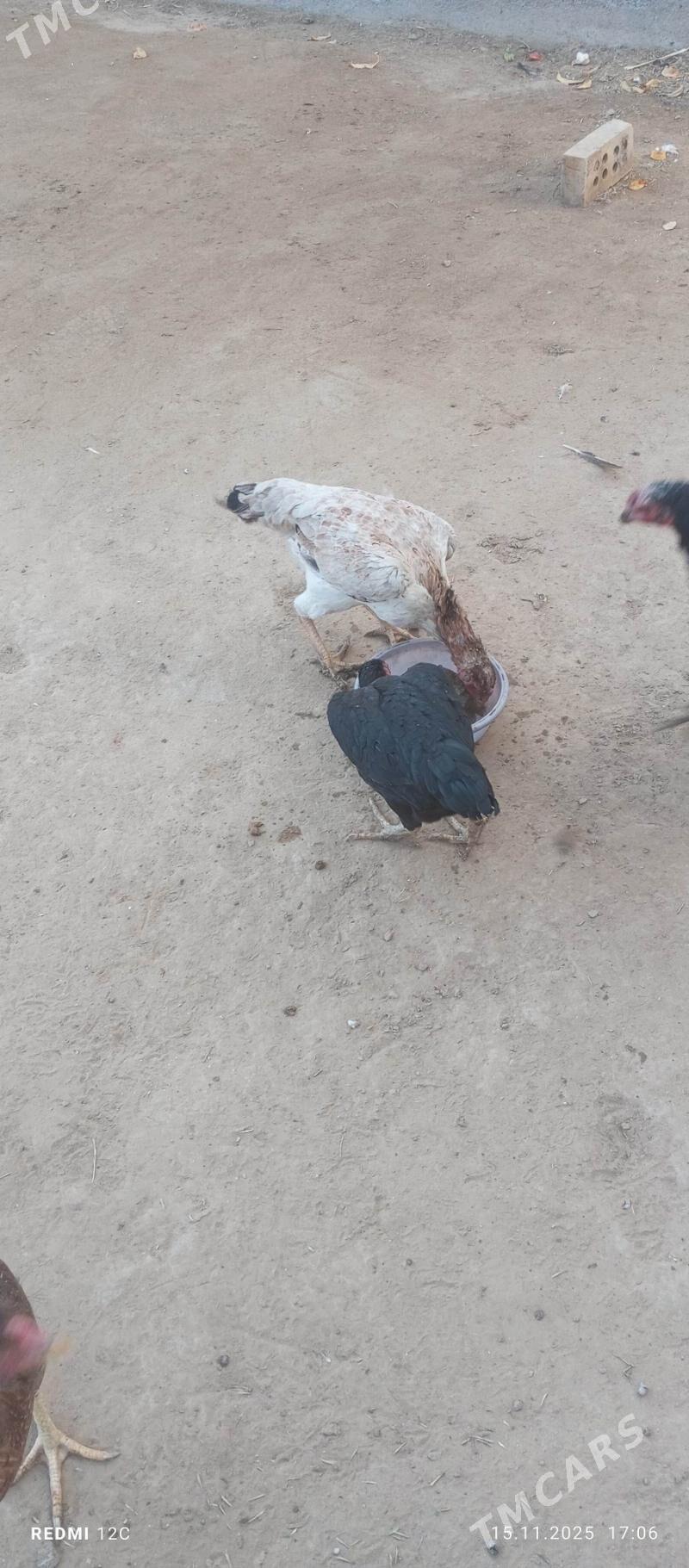 baýes towuk - Векильбазар - img 3