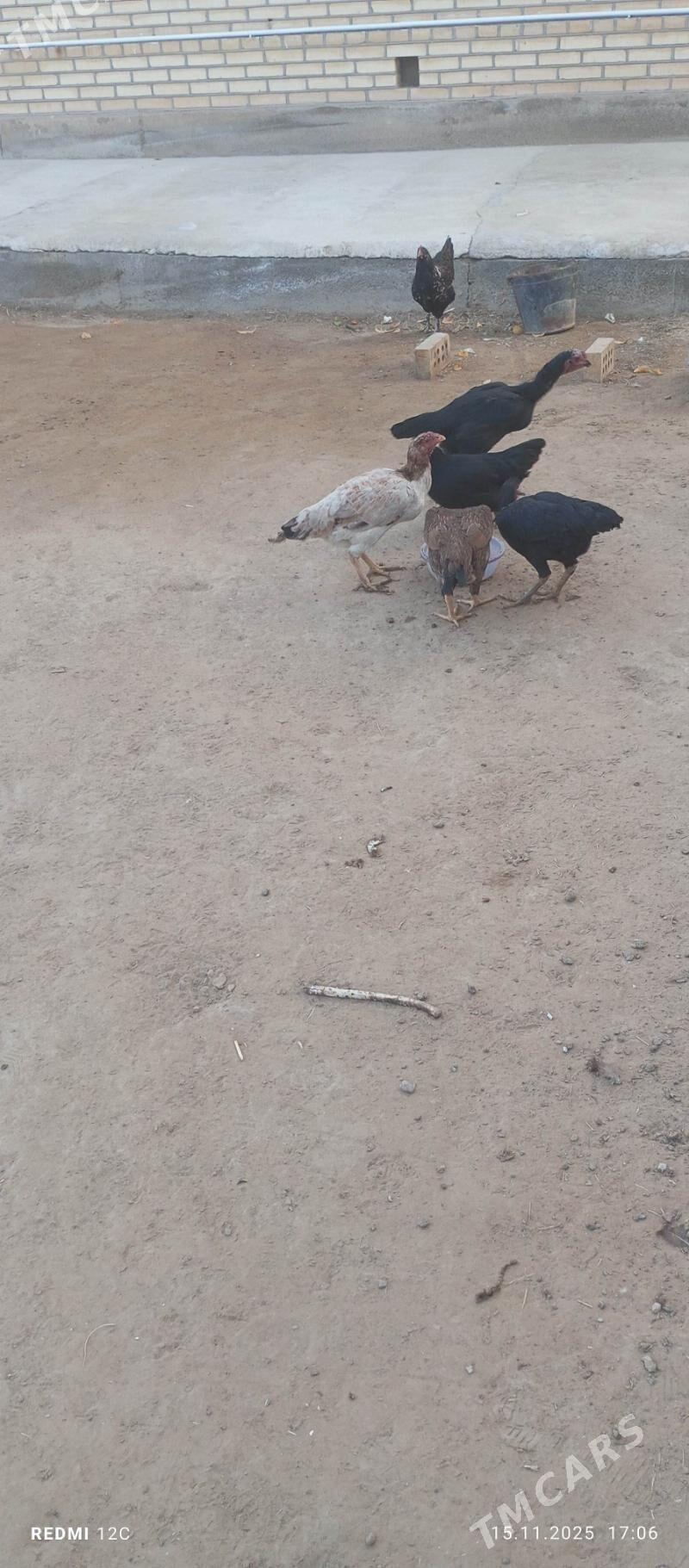 baýes towuk - Векильбазар - img 5