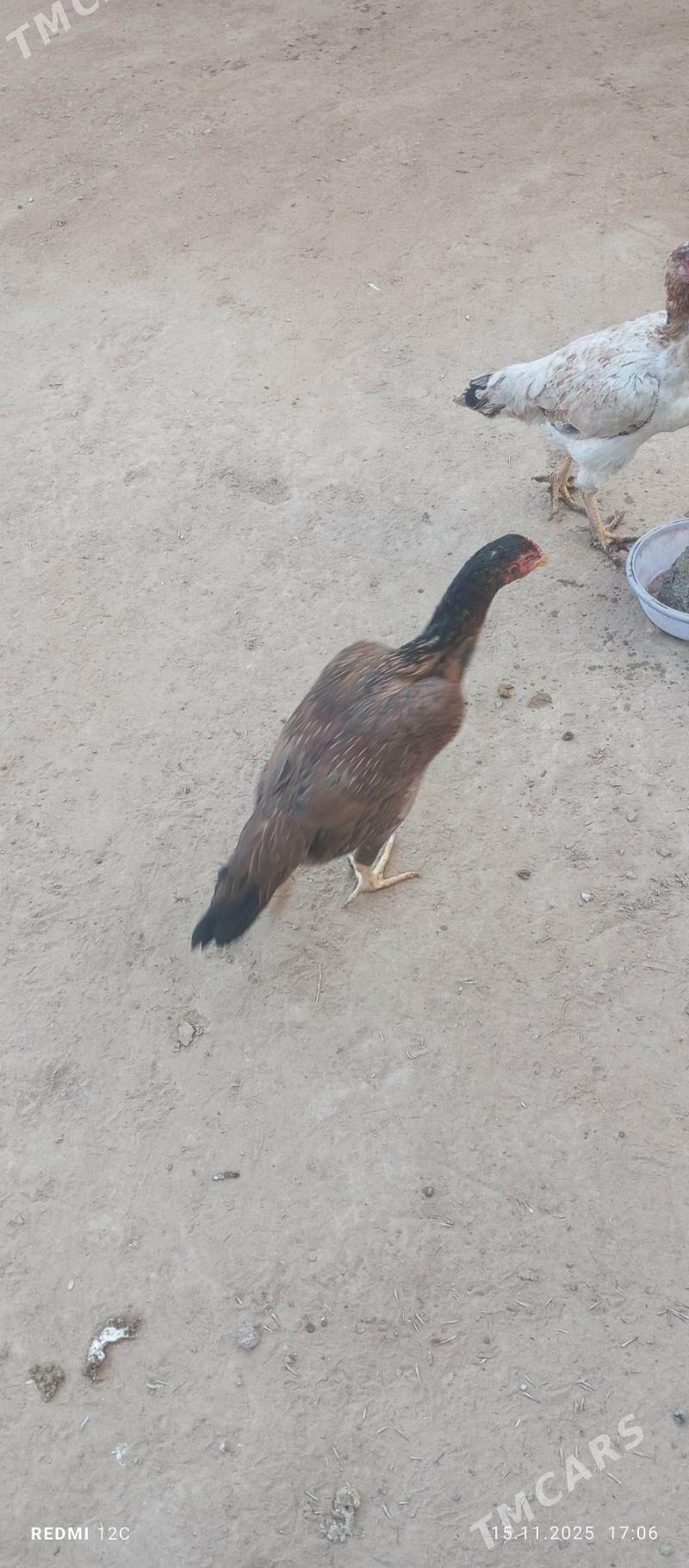 baýes towuk - Векильбазар - img 4