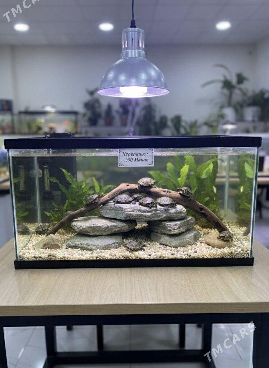 черепашки - Podwoýski köç. (Bitarap Türkmenistan şaýoly) - img 1