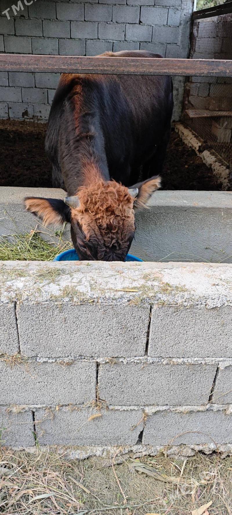 öküz - Bagyr - img 2