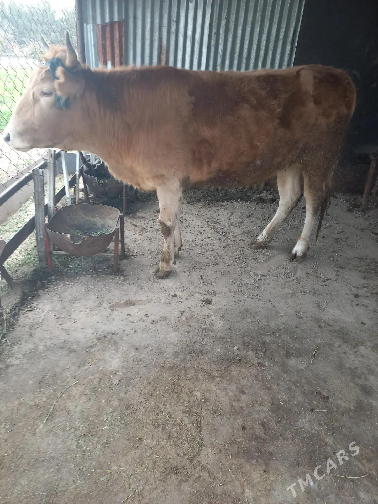 Tuwe - Gypjak - img 2