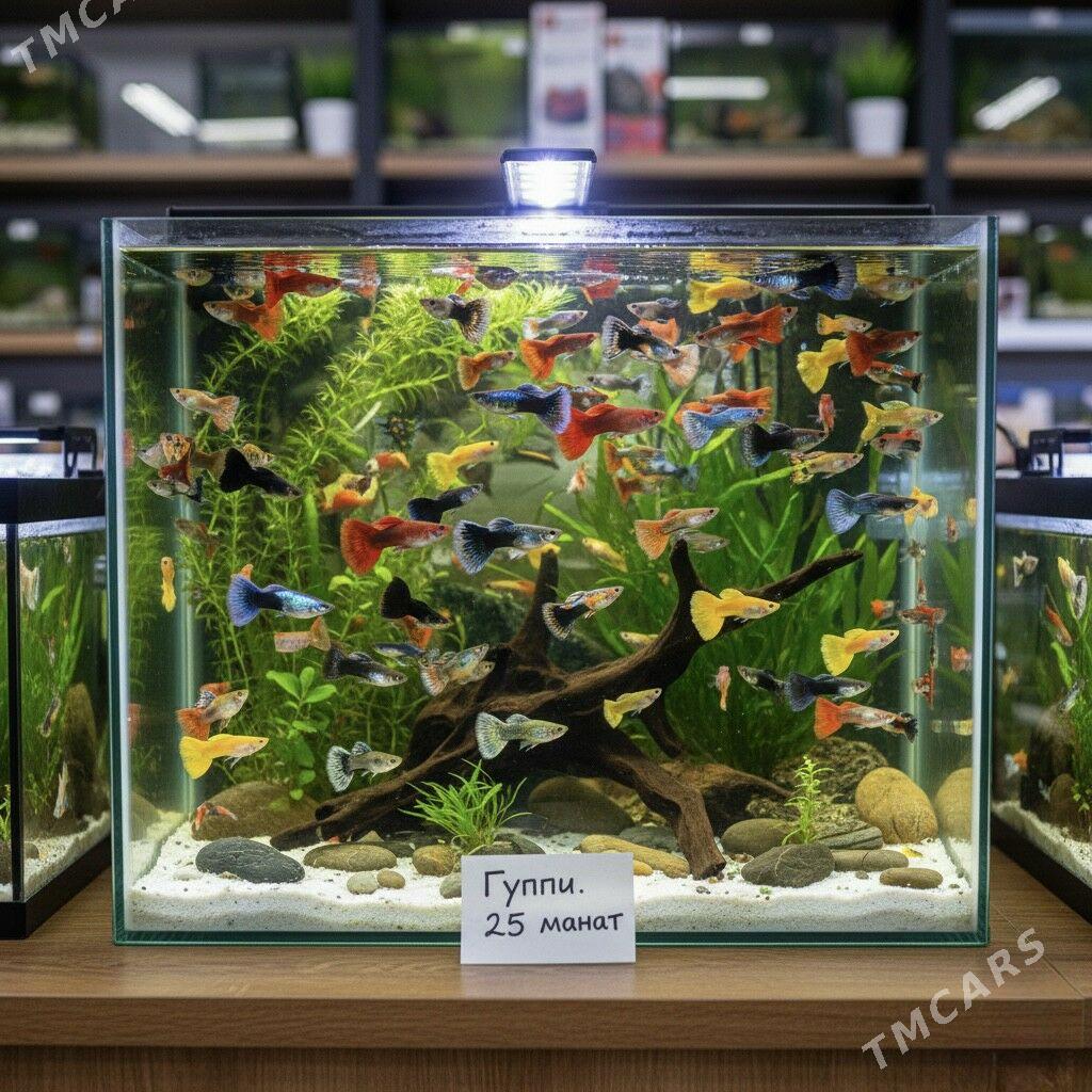 рыбки - Podwoýski köç. (Bitarap Türkmenistan şaýoly) - img 2